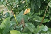 柑橘病蟲害用什么農(nóng)藥_敵敵畏殺柑橘樹什么蟲