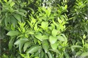 柑橘3月份的病蟲害_甘平柑橘幾月成熟
