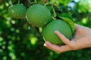 柑橘蜜柚種植技術(shù)_云南柑橘種植面積排行