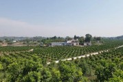 四川柑橘種植技術獲獎情況_中國還是日本的椪柑產(chǎn)量最多