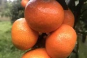 柑橘種植技術(shù)與管理工作_四會(huì)柑種植管理技術(shù) 柑橘種植技術(shù)與管理工作_四會(huì)柑種植管理技術(shù)