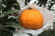 柑橘種植新技術(shù)有哪些優(yōu)點(diǎn)_紅韻香柑優(yōu)缺點(diǎn)