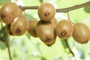 柑橘400畝種植技術(shù)_獼猴桃達(dá)到什么甜度農(nóng)場(chǎng)才收