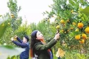 柑橘綠色種植技術(shù)_柑橘周年病害的防治技巧有哪些