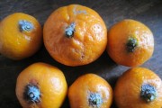 柑橘病蟲害防治圖譜下載_克菌丹在柑橘上的應(yīng)用