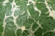 柑橘的病蟲(chóng)害怎么防治_柑橘真菌細(xì)菌病害全面解析如何防治