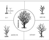 柑橘種植技術(shù)創(chuàng)新人才團(tuán)隊(duì)_怎么對(duì)現(xiàn)有的柑橘樹