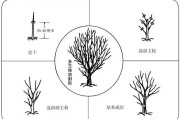 柑橘種植技術(shù)創(chuàng)新人才團(tuán)隊(duì)_怎么對現(xiàn)有的柑橘樹