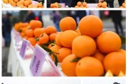 柑橘種植土壤改良技術要點_青香桔如何管理種植
