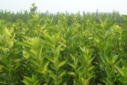愛(ài)媛38號(hào)雜柑幾月份成熟_愛(ài)媛38號(hào)果凍橙種植條件