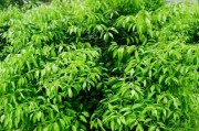 柑橘種植技術什么書好_川津五號柑橘樹苗哪里有賣