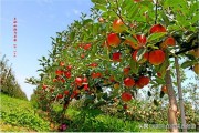陜西省柑橘種植技術(shù)_橘錄是中國什么時代的柑橘專著