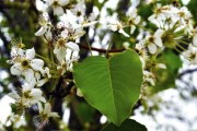 揚(yáng)州開心佬春見耙耙柑價(jià)格怎么樣