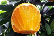 愛媛38號 產(chǎn)地_愛媛38號柑桔抗凍嗎