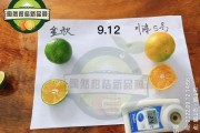 新余蜜桔哪里最多（新余蜜桔哪里有賣）