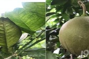 6月份柑橘病蟲害防治_大雅柑十一月的肥水管理
