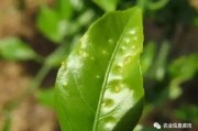 柑橘后期常見(jiàn)病害(柑橘常見(jiàn)的病蟲(chóng)害防治) 柑橘后期常見(jiàn)病害(柑橘常見(jiàn)的病蟲(chóng)害防治)