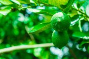 柑橘果樹嫁接管理技術(shù)視頻教學（柑橘的嫁接技術(shù)要領(lǐng)）