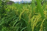 柑橘水稻種植技術(shù)_陜西省漢中市適合發(fā)展什么種植業(yè)
