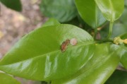 桂林種植柑橘農(nóng)藥技術(shù)指導(dǎo)_砂糖橘怎樣才正宗 桂林種植柑橘農(nóng)藥技術(shù)指導(dǎo)_砂糖橘怎樣才正宗