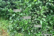 一年水肥管理柑橘種植技術(shù)_柑橘園水肥一體化技術(shù)如何實(shí)施 一年水肥管理柑橘種植技術(shù)_柑橘園水肥一體化技術(shù)如何實(shí)施