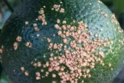 柑橘病蟲害防治必要性_柑橘種植中如何同時消滅紅蜘蛛白蜘蛛黃蜘蛛 柑橘病蟲害防治必要性_柑橘種植中如何同時消滅紅蜘蛛白蜘蛛黃蜘蛛
