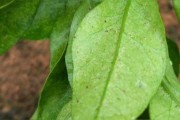 柑橘病蟲害防治年歷模板_柑橘的開花期病蟲害有哪些 柑橘病蟲害防治年歷模板_柑橘的開花期病蟲害有哪些