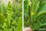 柑橘樹葉片常見病蟲害_柑橘葉子灰色無光澤白點是什么病害
