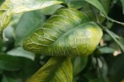 種植柑橘拍攝技術(shù)要點(diǎn)_橘子在手上怎么拍照