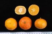 華美1號(hào)與2號(hào)柑橘比較_華美系列柑橘哪個(gè)好