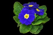 柑橘新品種苗木枝條發(fā)芽多久可以施肥（柑橘?gòu)陌l(fā)芽到結(jié)果多長(zhǎng)時(shí)間）