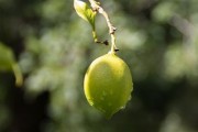 武鳴整箱柑橘新鮮采摘，產(chǎn)地直發(fā)優(yōu)質(zhì)果品禮盒裝