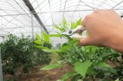 柑橘不抹夏梢種植技術(shù)_促果控梢是啥意思
