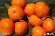 柑橘樹一年病蟲害防治_柑橘幾月份可以打藥