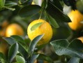 鮮甜多汁的沃柑3-4月份當(dāng)季水果，春日黃金賞味期營養(yǎng)滿分