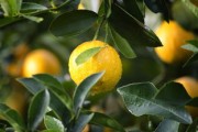 鮮甜多汁的沃柑3-4月份當(dāng)季水果，春日黃金賞味期營(yíng)養(yǎng)滿分