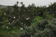 柑橘種植技術(shù)及缺點(diǎn)_柑橘樹(shù)形不好產(chǎn)量低品質(zhì)差
