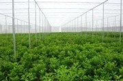 柑橘露天種植技術(shù)_北方盆栽桔子幾月移到室外 柑橘露天種植技術(shù)_北方盆栽桔子幾月移到室外