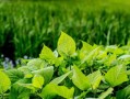 晚熟柑橘什么時(shí)候套袋好呢視頻教程（柑橘什么時(shí)期套袋合適）