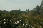 四川柑橘種植技術(shù)交流群_
四川盆地中部適合種植什么水果