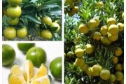 柑橘花期病蟲害該不該打藥_7月份柑橘一般打什么藥