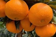 黃美人柑橘品種_紅美人橘子哪個品種好吃
