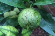 柑橘的病蟲害與防治_柑桔病蟲害防治技術