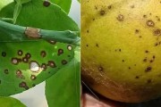 柑橘種植技術(shù)培訓(xùn)課程_柑橘栽培品種應(yīng)怎樣選擇