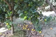 柑橘4月底病蟲害防治技術(shù)_10月份柑橘落果嚴重