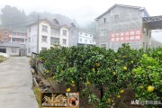 柑橘病蟲害防治標(biāo)語_慢跑是每天跑好還是隔天跑好