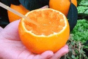 愛媛38號果凍橙樹苗價格_是如何種出來的