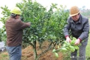 柑橘修剪種植技術(shù)_柑橘樹徒長(zhǎng)枝怎樣修剪