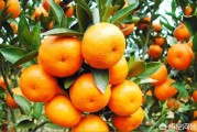 柑橘采摘園種植技術(shù)_如何爭(zhēng)取到好的價(jià)錢(qián)