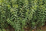 柑橘種植技術(shù)與管理剪枝_油柑開花期管理技術(shù)
